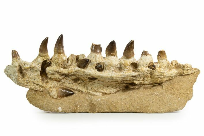 Fossil Mosasaur Jaw Section with Teeth - Morocco #344929